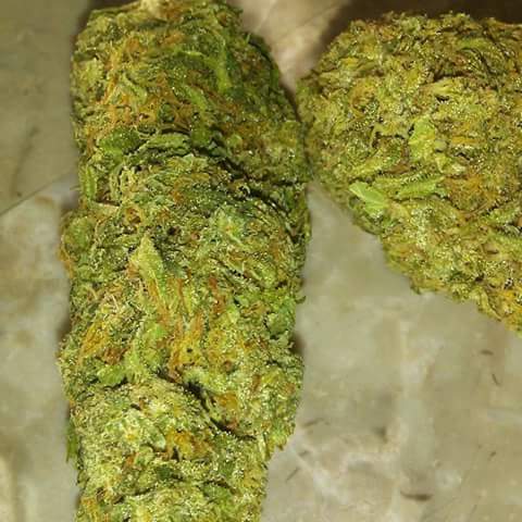 RealestGreens's tweet photo. Girl Scout Cookies
FREE GRAM OF KIEF W/ ALL ORDERS 
#HustleHard #Hustler #MMJ #PROP215 #HIGHLIFE #SanDiego #Cannabis #Marijuana #prop64
#mmjdeliveryservice #ordernow #freeshipping #Kief #hash #wax #concentrates #smokeweedeveryday #gethigh #maryjane #california #usa https://t.co/aHAslvb2L7