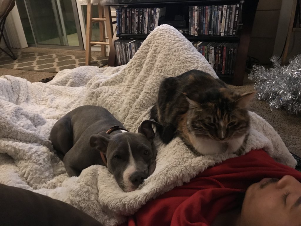 juusterika's tweet photo. @TeniPanosian Such an aggressive animal 🙄🙄🙄🙄🙄 https://t.co/YGpcHhU5xq