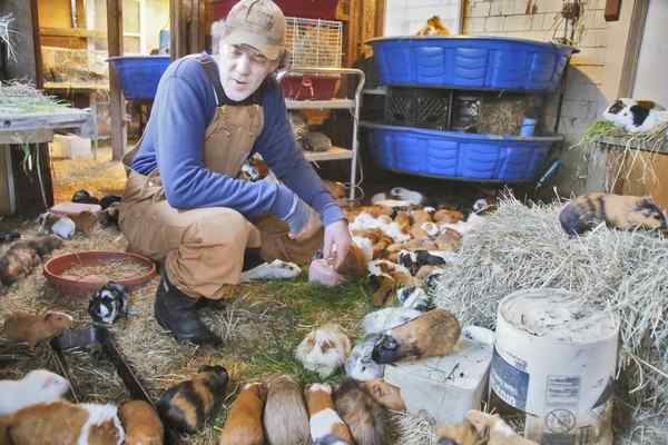 Remember the 700 #guineapigs that were found late last year and rescued by <a href="/LAGuineaPigResc/">Saskia from LA Guinea Pig Rescue</a>? Here's an update, and a request for help after a "reproductive explosion": bit.ly/2DqMk9R