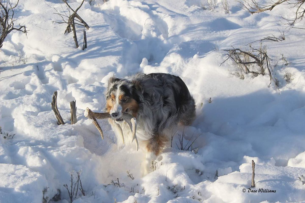 WeLoveBigDogs's tweet photo. She found a treat.
#antlers #shedhunter #deer #dogsoftwitter #outdoors #SundayFunday #dogcelebration https://t.co/KysT6KFrFV