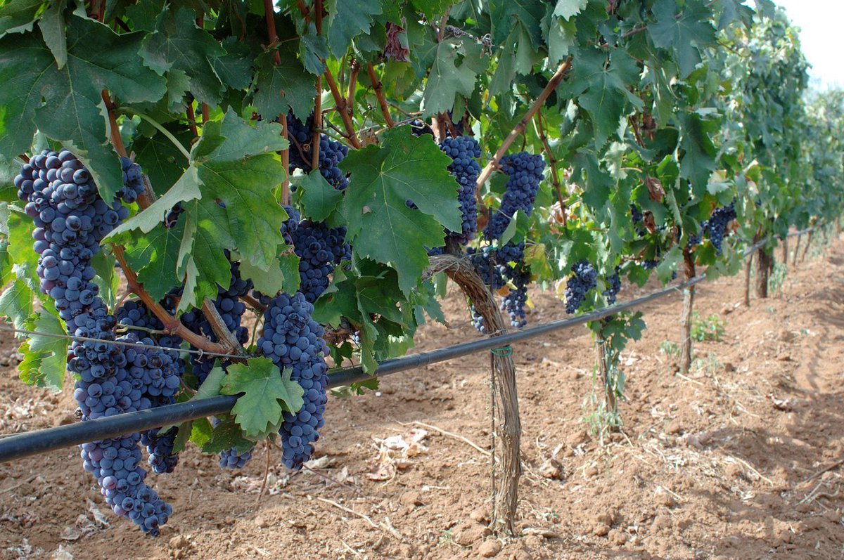 cerasuolodvitto's tweet photo. #CerasuolodiVittoria vineyards usually have high mineral content with subtle alkaline pH and mainly  sandstone and ""red soils.""  These red soils are low in minerals, but have a strong presence of iron. #vinomatica #sicily #winesofsicily https://t.co/VKf88k5ZjL https://t.co/YeVMscxzb0
