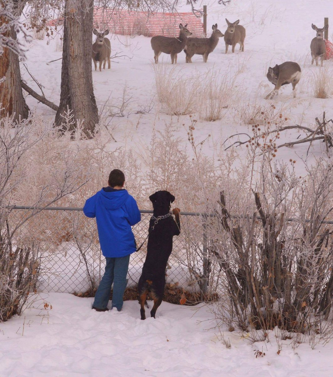 WeLoveBigDogs's tweet photo. @dogcelebration @USFWS @RottweilerFans @RottweilerFilm #wildlife #deer #Peekaboo #dogsoftwitter #Rottweiler https://t.co/650C6kezvS