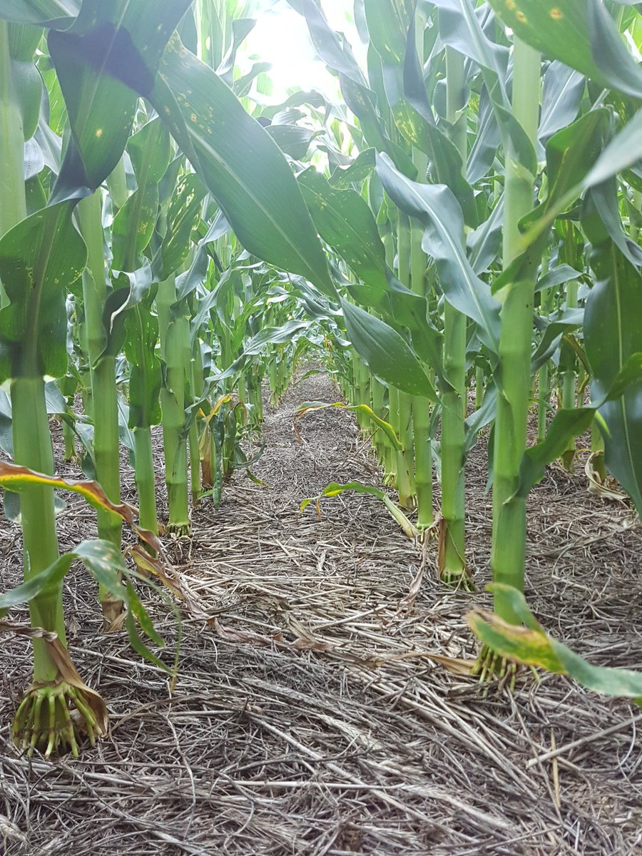 JuanBJuarez's tweet photo. Maiz sobre vicia entrando a periodo crítico. Justo de agua pero tenemos gran confianza en el sistema. @aapresid @MsJzCoverCrops https://t.co/cXGvl3LMyU