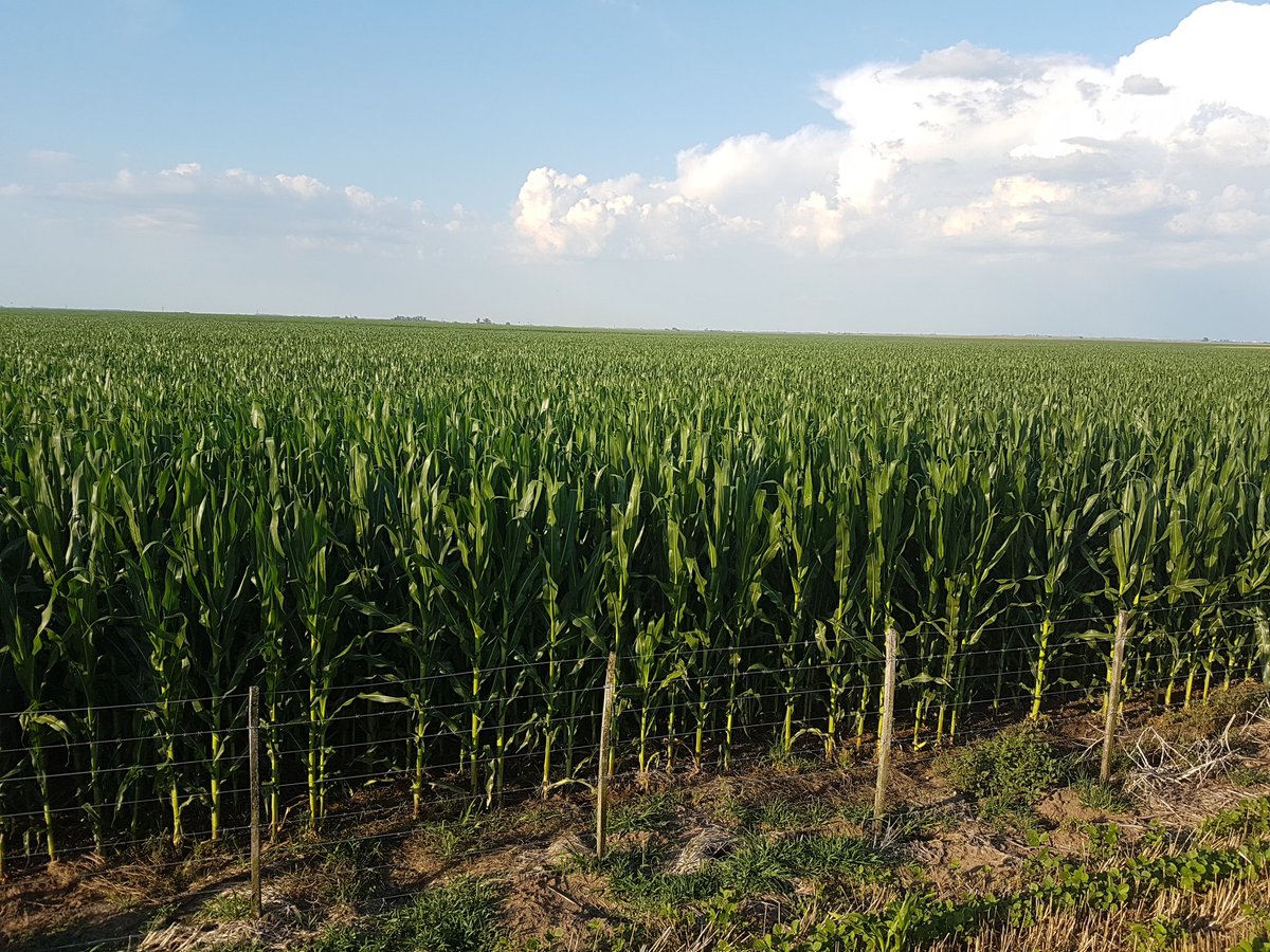 JuanBJuarez's tweet photo. Maiz sobre vicia entrando a periodo crítico. Justo de agua pero tenemos gran confianza en el sistema. @aapresid @MsJzCoverCrops https://t.co/cXGvl3LMyU