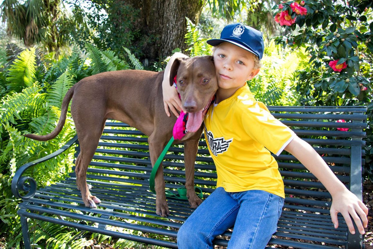 Buddedenise's tweet photo. My two favorites in one picture, or FOUR. π #DogDays #BokTower #AdrianAlan #KoaBear #ChocolateLab #Weimaraner #Weimador #DeniseBuddePhotography #BokTowerGardens @BokTower https://t.co/u2otu4Tjsv