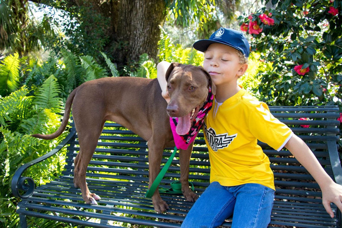 Buddedenise's tweet photo. My two favorites in one picture, or FOUR. π #DogDays #BokTower #AdrianAlan #KoaBear #ChocolateLab #Weimaraner #Weimador #DeniseBuddePhotography #BokTowerGardens @BokTower https://t.co/u2otu4Tjsv