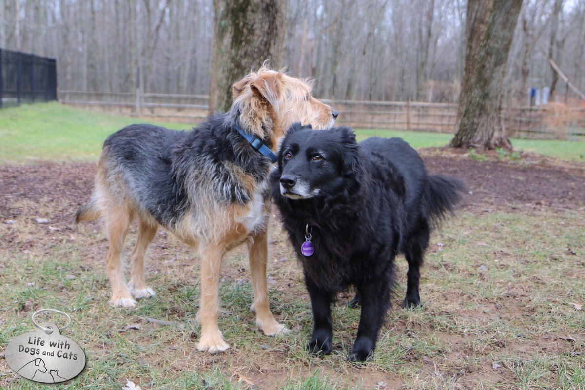 WithDogsAndCats's tweet image. Not sure which way to look. This way? That way? Up? Down? Left? Right? #dogdecisions