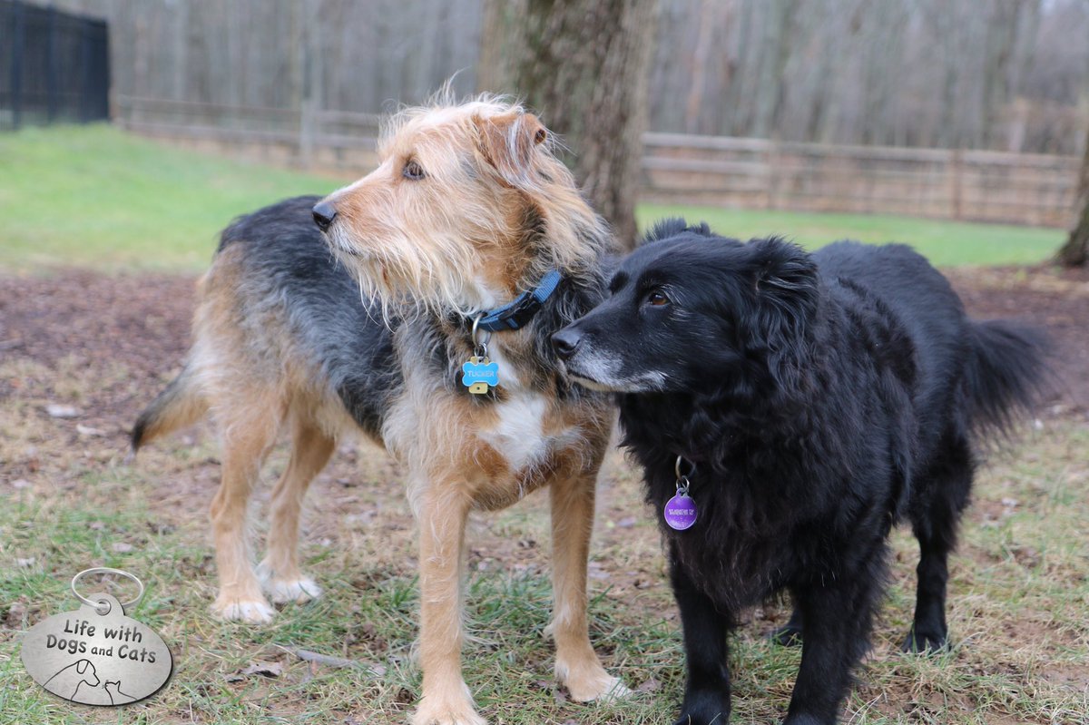 WithDogsAndCats's tweet image. Not sure which way to look. This way? That way? Up? Down? Left? Right? #dogdecisions