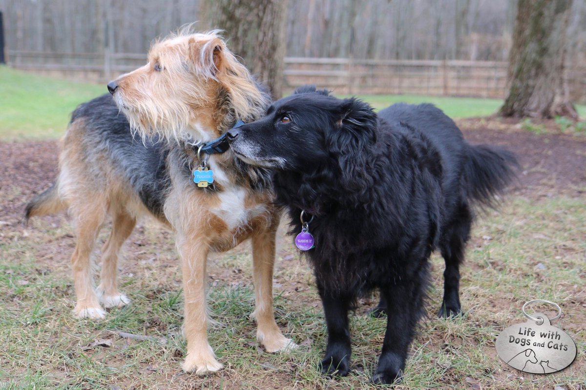 WithDogsAndCats's tweet image. Not sure which way to look. This way? That way? Up? Down? Left? Right? #dogdecisions