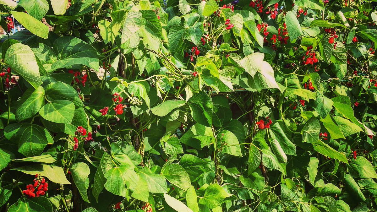 DoverTC's tweet image. Like Fresh Food, the Open Air and Healthy Exercise?  – Think Allotment! This year we want to encourage beginners by offering small starter plots on the four sites that we manage across the Town.
Contact the Land and Communities Officer at the Town Council Offices for more info!!!