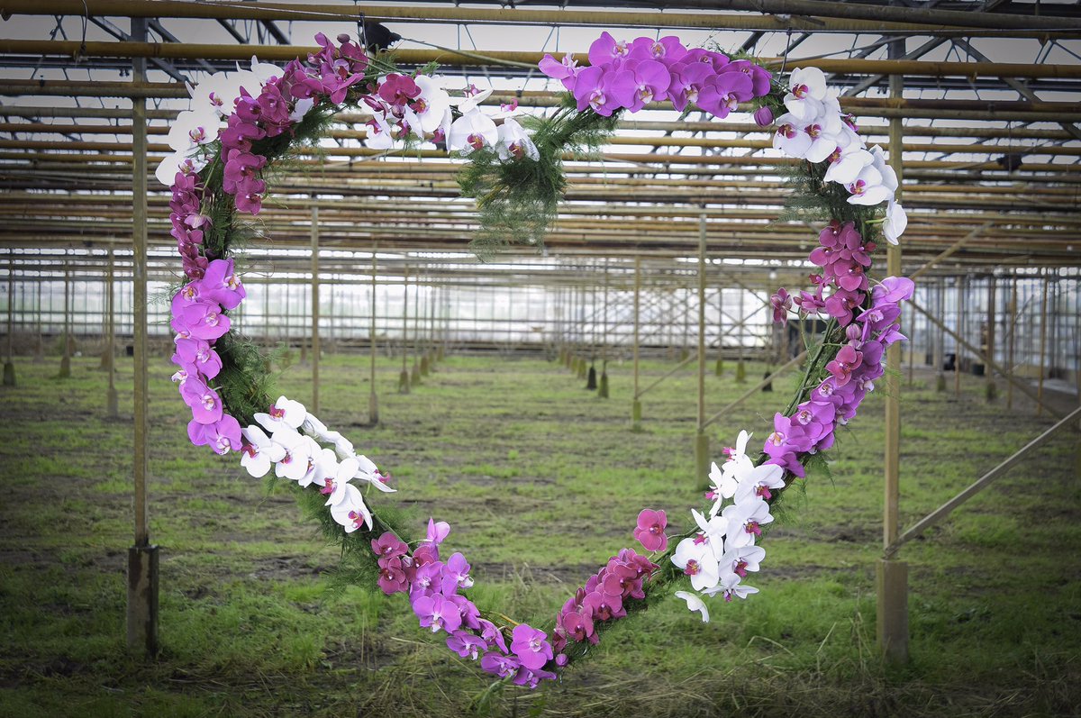 Pulcher2's tweet photo. Wauw! #pulcherorchidee https://t.co/tRl1mgBg1j
