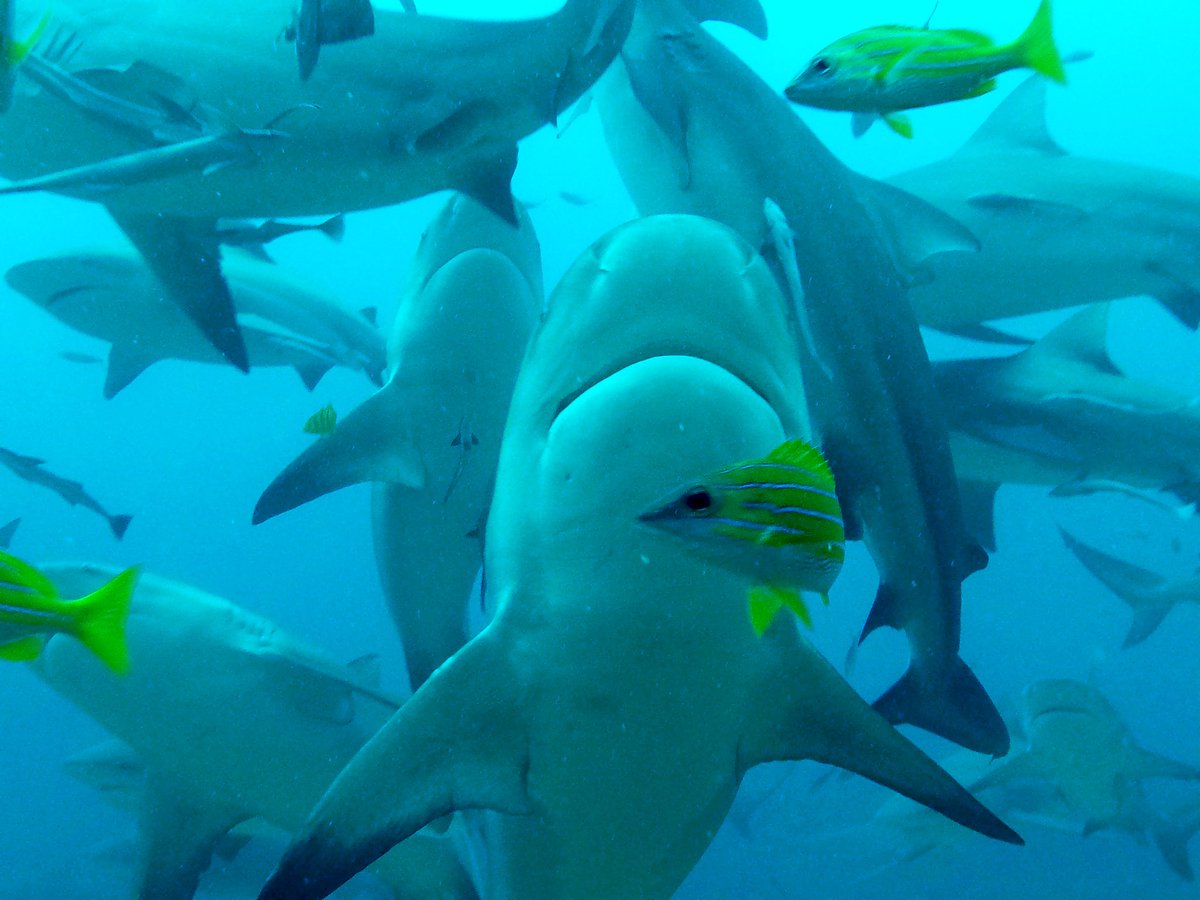 katrikop's tweet photo. I spent my Saturday with these guys. How was your weekend? ;) #shark #diving https://t.co/86Wz3g16uY