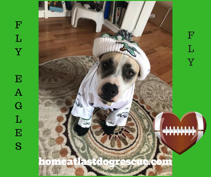HomeAtLastDogsR's tweet photo. UNDERDOGS?!?!   Bailey, a HAL alum, certainly doesn't think so.  Share if you agree!  

E - A - G - L - E - S.......EAGLES!!!! https://t.co/SRZxxO6sam https://t.co/5vAotIxX4u