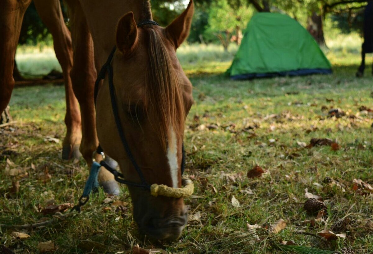 TyP_jovenes's tweet photo. Visitando el campo donde se realizará #TOCAMPA #5días @inju_uy #fij2017 @canelonesjoven https://t.co/9gSR584B6Q