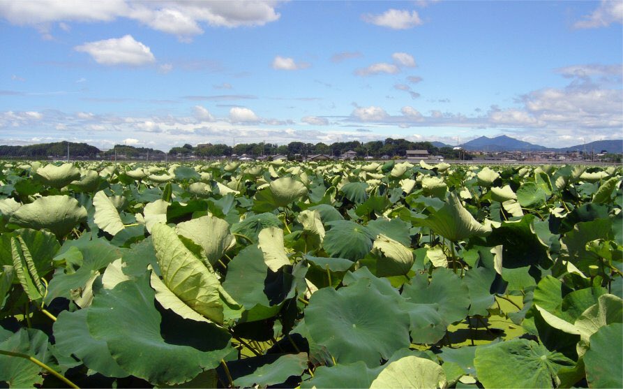 草木のこと على تويتر レンコン 蓮根 漢字で書くようにハスの地下茎を食用に肥大化させたもの 英語でもそのまま ロータス ルートと言う 穴が開いていることから 先が見通せる 縁起の良いものとされ おせち料理にも使われる そのほとんどは水分と炭水化物から