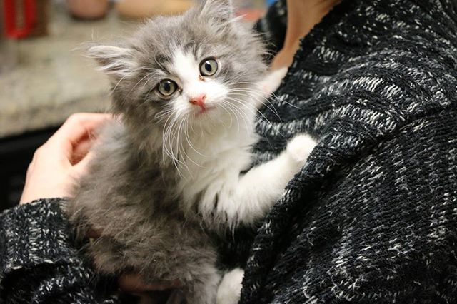 Took in this little dude at 5 weeks. 8 weeks now and almost ready for adoption!
.
.
.
.
#kitten #fosterkitten #bestfriends #bestfriendsanimalsociety ift.tt/2DmI3nW
