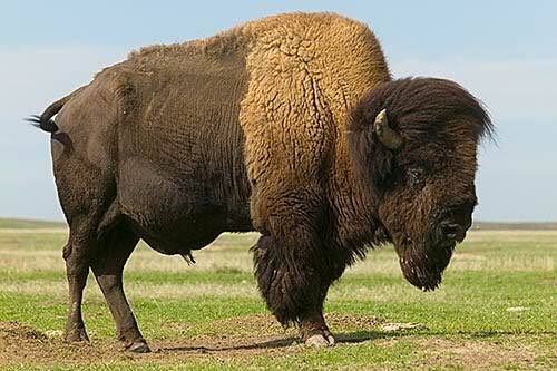 RockerJenn77's tweet photo. @Flintrass This is a bison :-) https://t.co/HRwWa3xetP