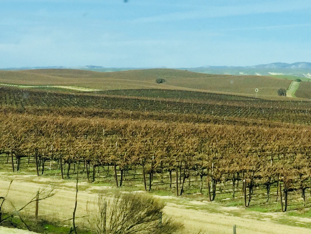 hrgeniusbus's tweet photo. Headed to #ATDTechKnowledge in San Jose and admiring the miles if vineyards along the way. https://t.co/Od2YoZiFYH