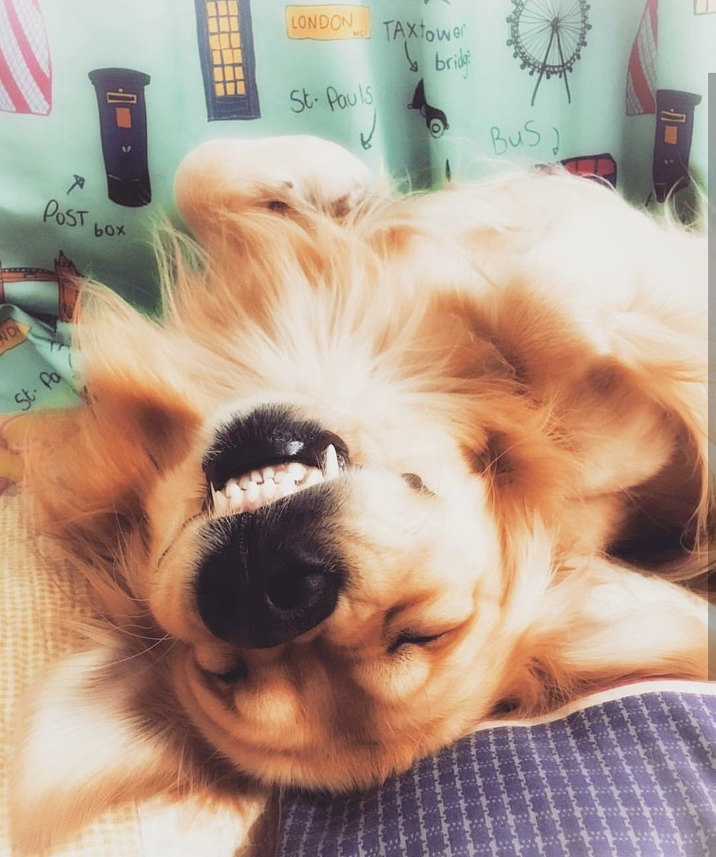 dodoknowsdir's tweet photo. When you get to sleep knowing tomorrow is a holiday
#sleeplikeababy #sleep #sleepy #dodo #cute #cutenessoverload #cuteness #dogoftheday #dogsofinstagram #dogselfie #dogs #doglife #goldenretriever #doglover #dogsofinsta #dogsoftwitter #dog #goldenretrieverlove #goldenretrievergram https://t.co/3rObLz127L