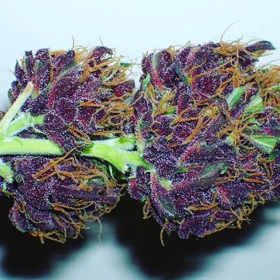 AnAinfusions's tweet photo. Happy #sparkitupsunday #blazin #😍 #happy #Enjoy #weed #weedporn @420 @weedmaps @Kid8Stoner https://t.co/aaYBWa4GpK
