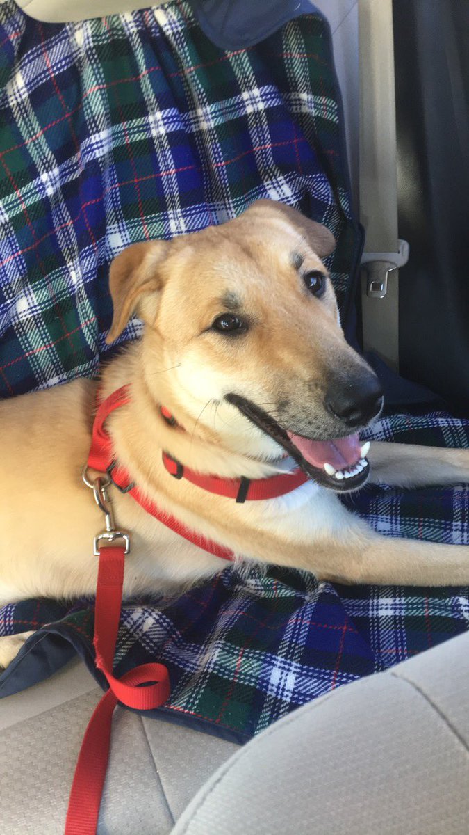 TeachAndWife's tweet photo. 7 miles later and this girl is as happy as can be! https://t.co/FsbLCbGXnv