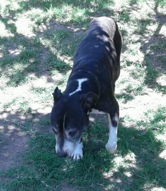 Guardianes Pitbull tweet media