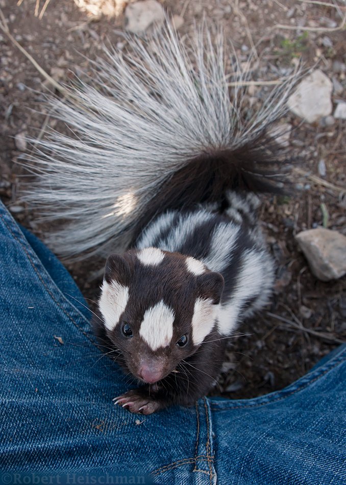 robbobertphotos's tweet photo. Someone asked me yesterday what the shots from my spotted skunk close encounter looked like from my camera, so I wanted to share a few while the original tweet is still blowing up.

Thanks for all the watches and likes everyone. This has been quite a surprise! https://t.co/CL69BJWTwl