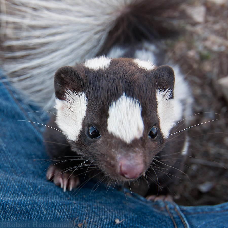 robbobertphotos's tweet photo. Someone asked me yesterday what the shots from my spotted skunk close encounter looked like from my camera, so I wanted to share a few while the original tweet is still blowing up.

Thanks for all the watches and likes everyone. This has been quite a surprise! https://t.co/CL69BJWTwl