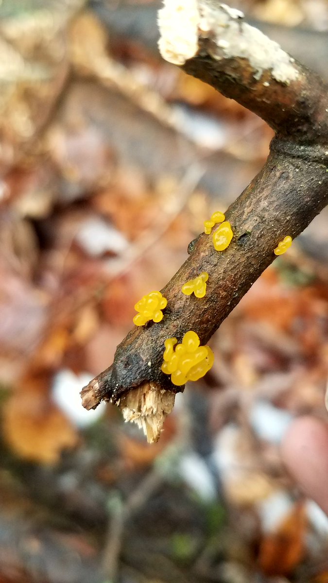 sporgasm's tweet photo. Spent the day in the woods. https://t.co/P6XXBnaJ7A
