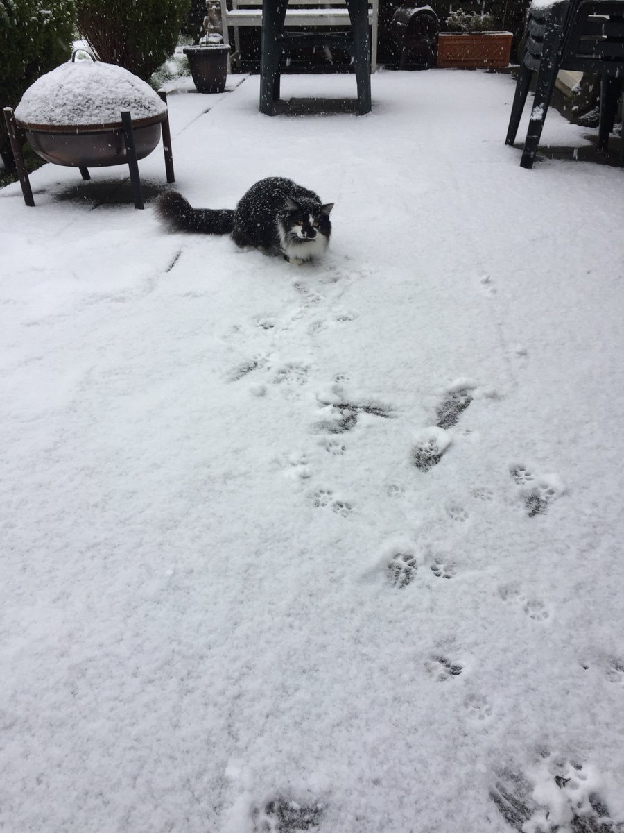 toby_MCC99's tweet photo. Playing in the snow with Brody was fun, until he ran inside. #snowinginside #pawmarkseverywhere https://t.co/73ubJCoyw0