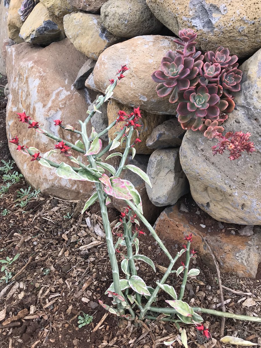 DylanAR's tweet photo. these two are feelin’ alright. winter succulent blooms https://t.co/jlYAD2DET2