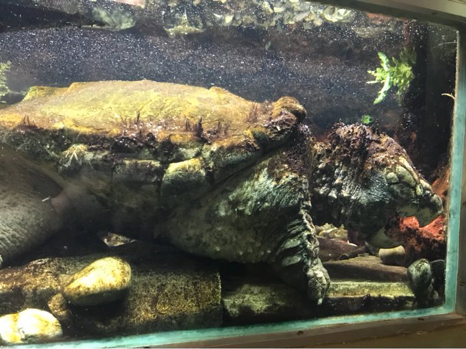 Alligator snapping turtle ! https://t.co/CYSFAUZlhE<a href="/tag/mvsales"class="tags"><span>#mvsales</span></a>