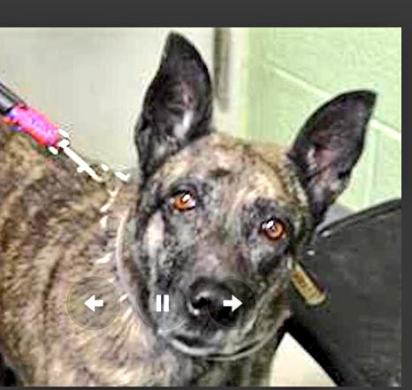 ruthmen's tweet photo. 2BKILLED 01/22 #NYC #DOGS 2B #ADOPT #PLEDGE #FOSTER or #RESCUE https://t.co/cThvgMLecr @Gdad1 @Falconlady7 @Canine_Rights @DogCrusader @ggdpowell @Lyndsey_Pixie @Reynolds2G @ladyleesa @leighjalland @jim1ns @dorianbisch86 @Bri70372823 @bbschumann @biancabeyer @ckarr2 @Rubiconski https://t.co/oxdCJ4YEPx