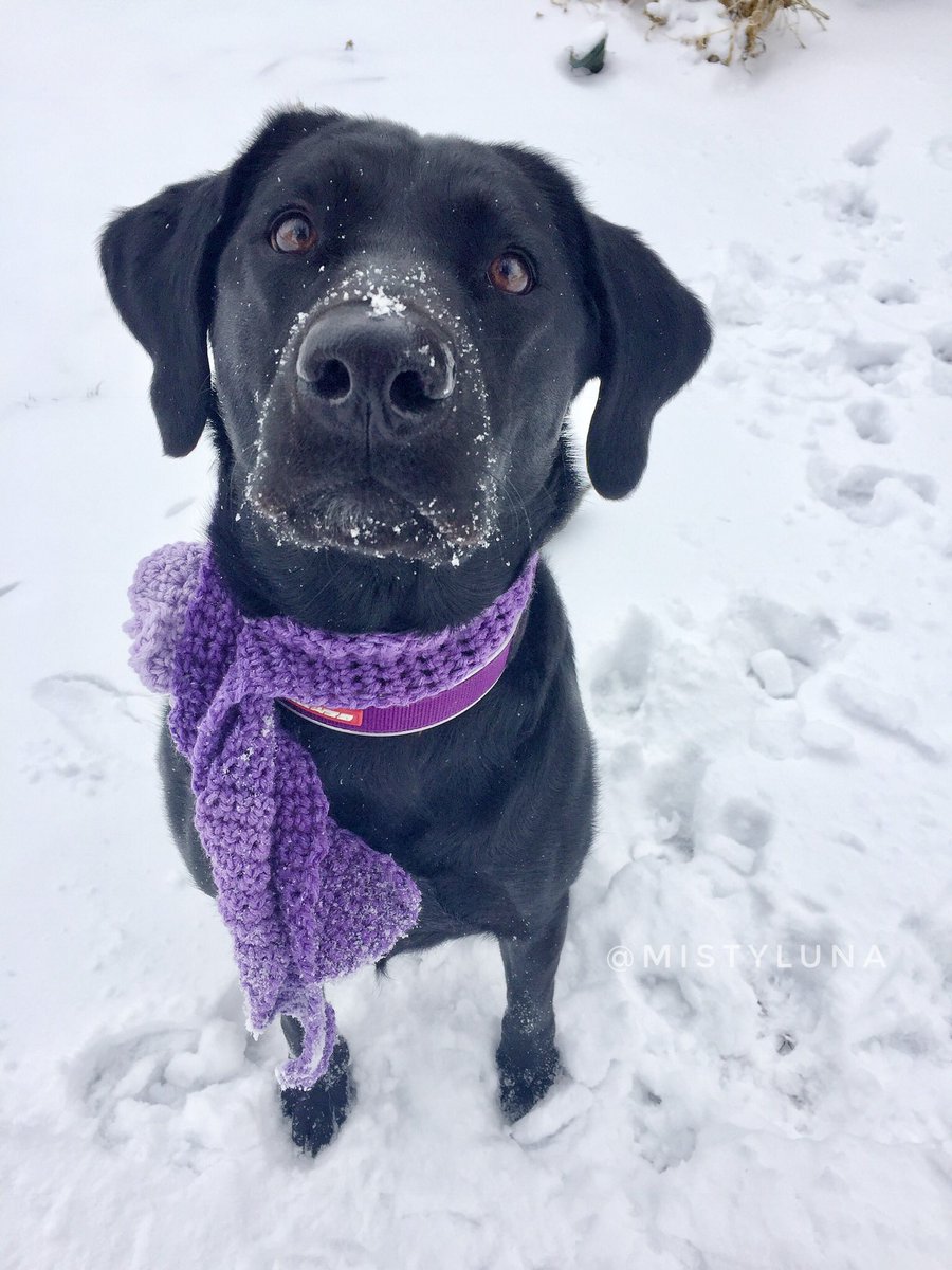Lor69's tweet photo. Snow Day https://t.co/8N9lDzCf9z