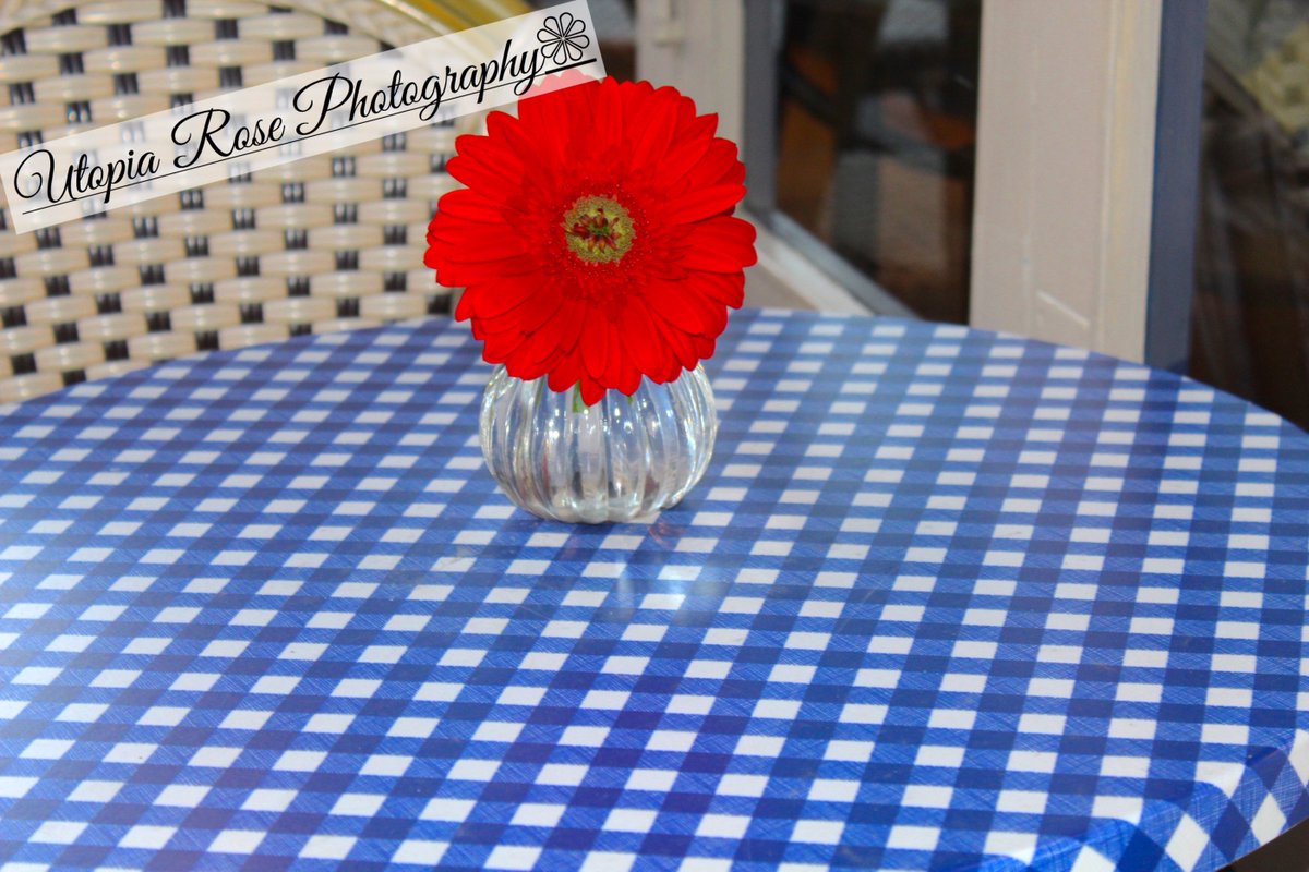 Utopiarosephoto tweet picture