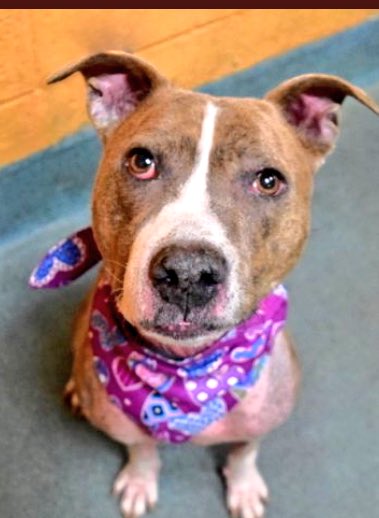 ruthmen's tweet photo. 2BKILLED 01/22 #NYC #DOGS 2B #ADOPT #PLEDGE #FOSTER or #RESCUE https://t.co/odBEeMOxXc @Gdad1 @Falconlady7 @Canine_Rights @DogCrusader @ggdpowell @Lyndsey_Pixie @Reynolds2G @ladyleesa @leighjalland @jim1ns @dorianbisch86 @Bri70372823 @bbschumann @biancabeyer @ckarr2 @Rubiconski https://t.co/0ubLgmIogv