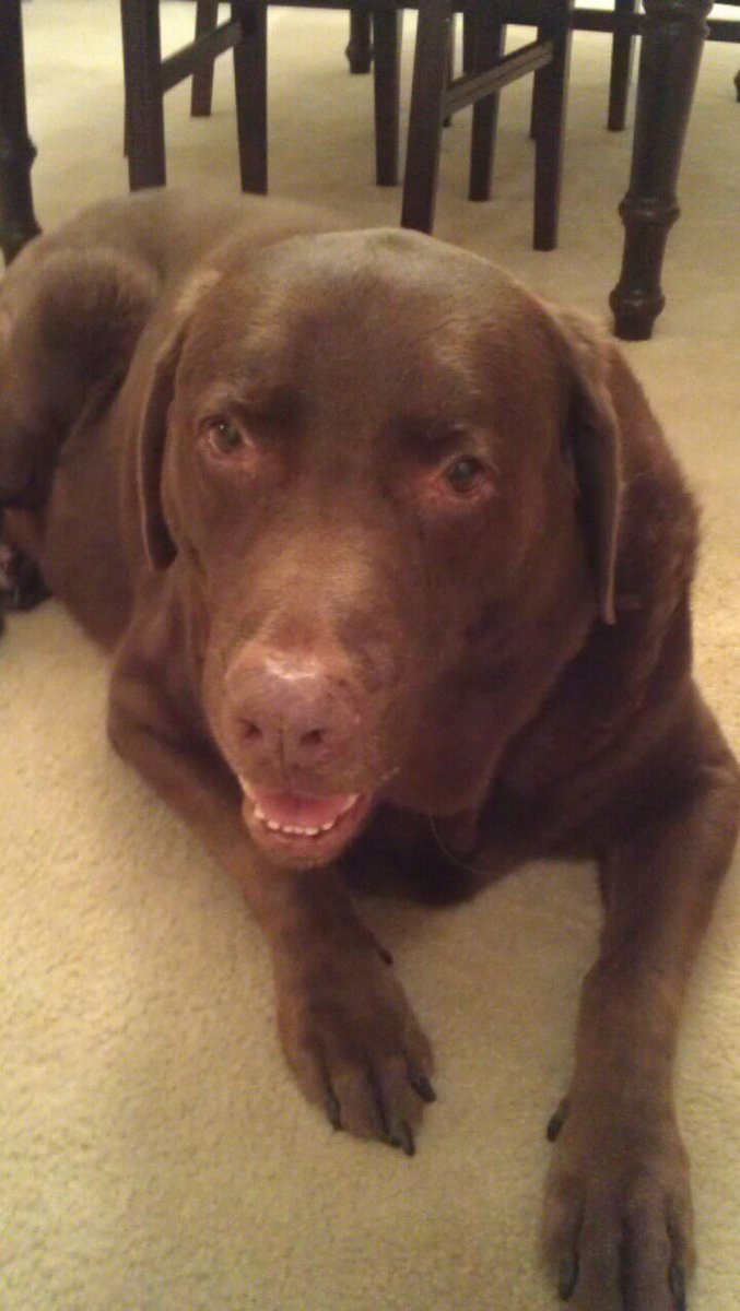 Happy 13th Birthday, Barnabas! #mansbestfriend