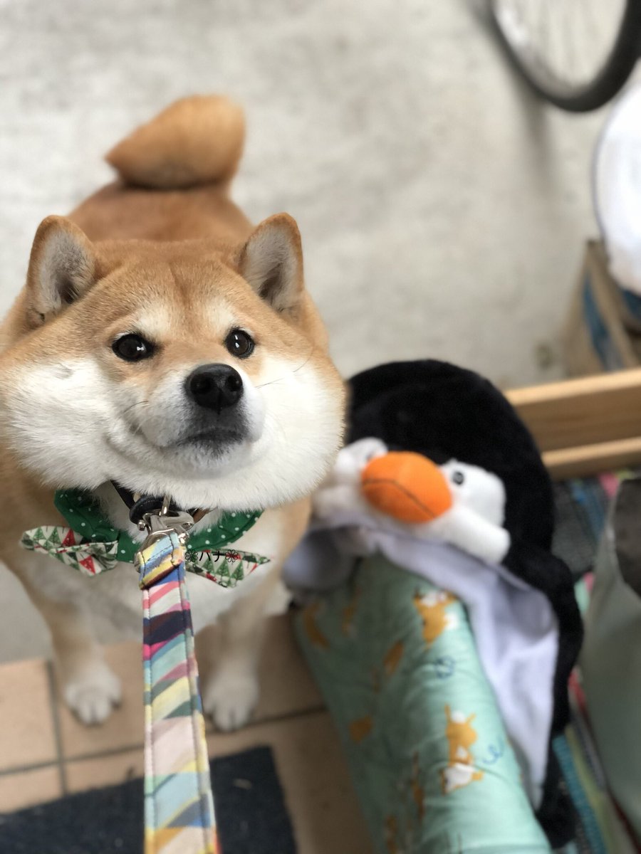 87shiba87's tweet image. ｱﾀｼねー。今日もお家入りたくないんだからー(`･ ･´)