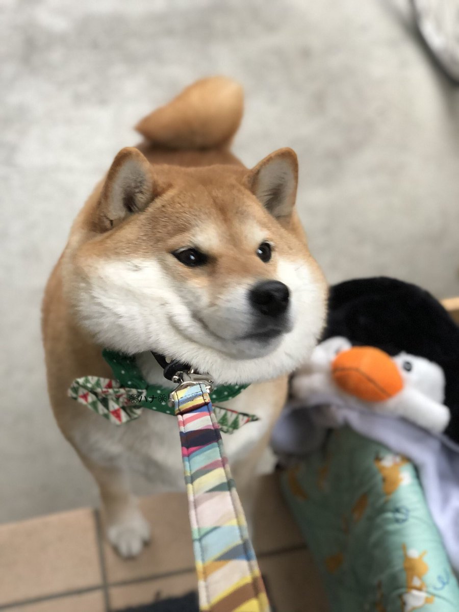 87shiba87's tweet image. ｱﾀｼねー。今日もお家入りたくないんだからー(`･ ･´)