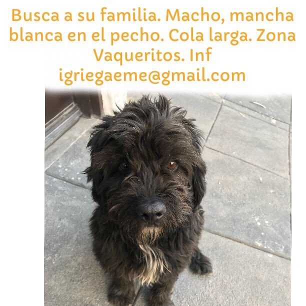 LaNotaPositiva's tweet photo. Macho, negro con mancha blanca en pecho. Cola larga. BUSCA A SU FAMILIA. Zona Vaqueritos. #xochimilco @MascotaCoyoacan @Petmom_ @PrrosPerdidosMX @_PatriciaAnaya @BosquesTepepan @StaMaTepepan @CoapaXochimilco @JerrxG13 @G_a_b_s @DoggyCommunity @DOGIN_HOOD @CuidandoHuellas https://t.co/VfLtNpZBzn