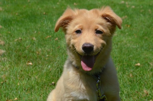petcareanytime's tweet photo. Reduce Your Dog's Whining and Whining Habits  and Identify Genuine Problems Your Dog Might Whine About https://t.co/IjDlpqe5Dd #dogbehavior https://t.co/9WT5AwZKFu