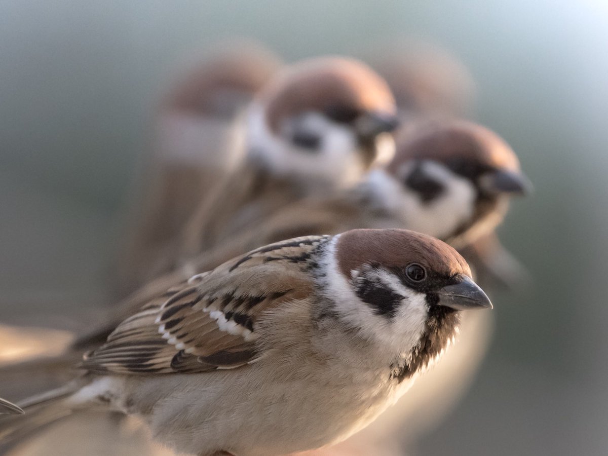 Biggate4444 Su Twitter ちゅんちゅんトレイン スズメ すずめ 雀 スズメ観測 ちゅん活 鳥 野鳥 ふぉと 写真好きな人と繋がりたい 写真撮ってる人と繋がりたい Pentax