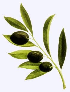 sipersen06's tweet photo. Bugün 3.ncü günü olan "Zeytin dalı" operasyonunda görev yapan Kahraman Mehmetçiğimize, Allah güç versin, tüm benliğimizle aldıkları her nefeste ordumuzun, devletimizin yanındayız.. Allah yar ve yardımcıları olsun.. https://t.co/vsfdVFf0x2