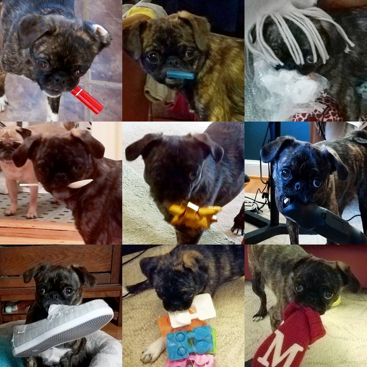 funaek's tweet image. All the crazy weird things Monkey has stolen from me (part 1) #monkeythief #naughtymonkey