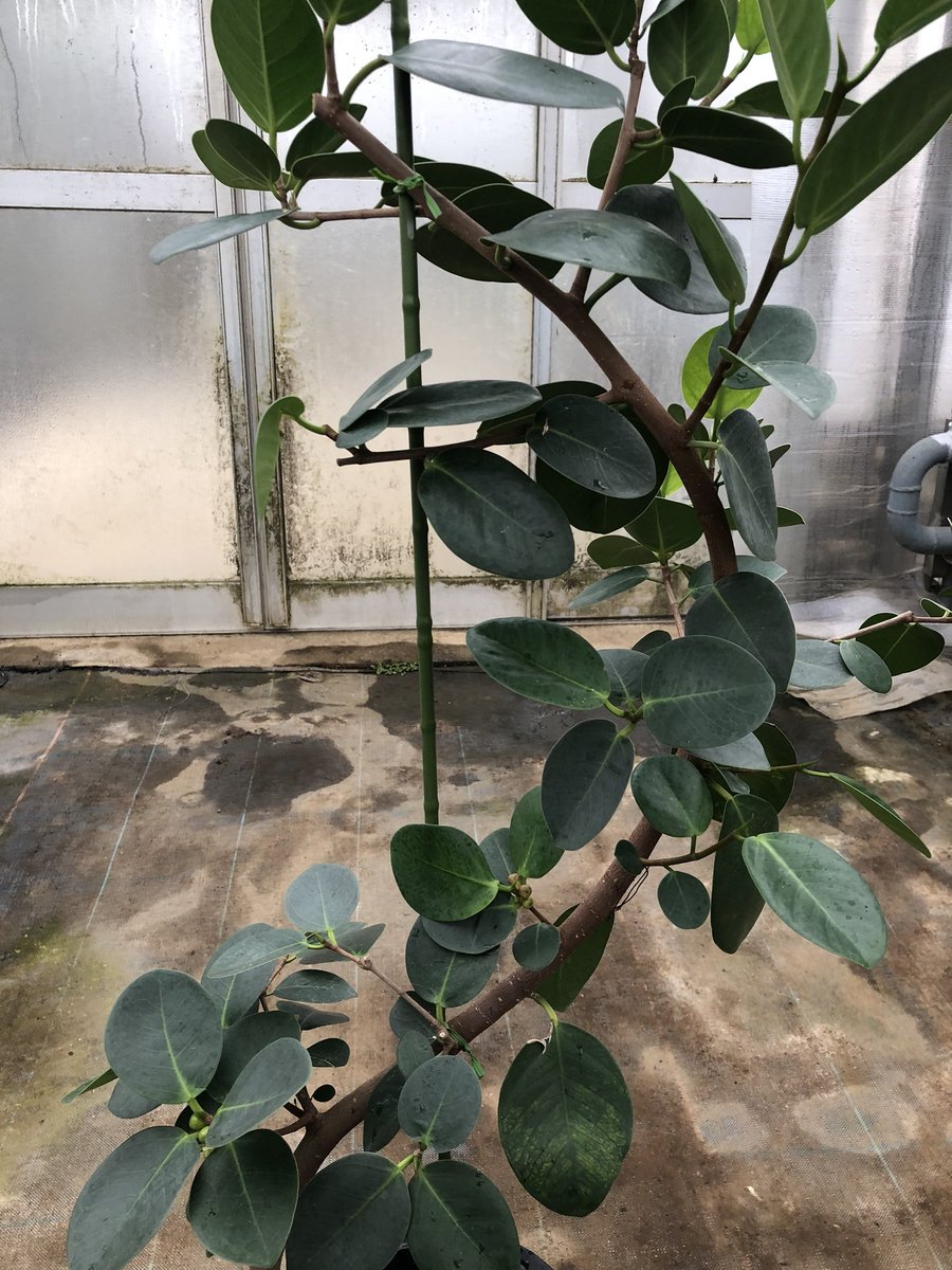 オオバンボダイジュ オオバンボダイジュ