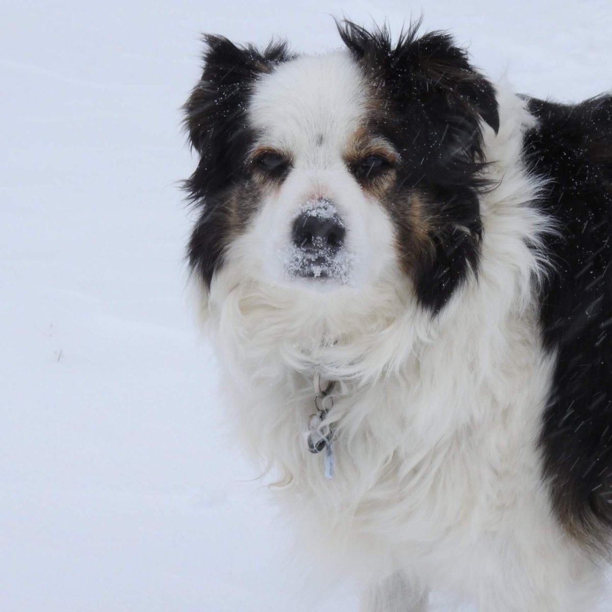 WeLoveBigDogs's tweet photo. Kaycee loves the snow. ❤❄

#WinterWonderland #dog #snow https://t.co/QbcApKTYDT