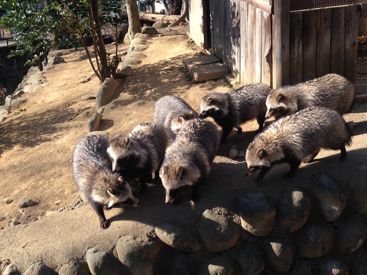 みーすけ No Twitter 群馬県 桐生が岡動物園 はタヌキ天国 もふもふモフモフ 子ども達が生まれて11頭の大家族 こんな活発な狸達をみたのは初めて 狸寝入り率ゼロ タヌキ好きは是非 顔出し看板は1月いっぱいまで設置とのこと 桐生が岡動物園 みーすけ No Twitter 群馬県 桐生が岡動物園 はタヌキ天国 もふもふモフモフ 子ども達が生まれて11頭の大家族 こんな活発な狸達をみたのは初めて 狸寝入り率ゼロ タヌキ好きは是非 顔出し看板は1月いっぱいまで設置とのこと 桐生が岡動物園