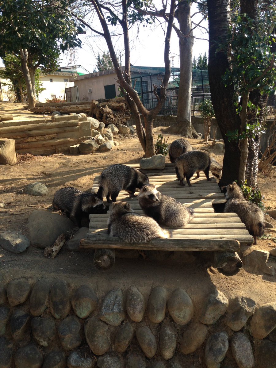 みーすけ No Twitter 群馬県 桐生が岡動物園 はタヌキ天国 もふもふモフモフ 子ども達が生まれて11頭の大家族 こんな活発な狸達をみたのは初めて 狸寝入り率ゼロ タヌキ好きは是非 顔出し看板は1月いっぱいまで設置とのこと 桐生が岡動物園 みーすけ No Twitter 群馬県 桐生が岡動物園 はタヌキ天国 もふもふモフモフ 子ども達が生まれて11頭の大家族 こんな活発な狸達をみたのは初めて 狸寝入り率ゼロ タヌキ好きは是非 顔出し看板は1月いっぱいまで設置とのこと 桐生が岡動物園