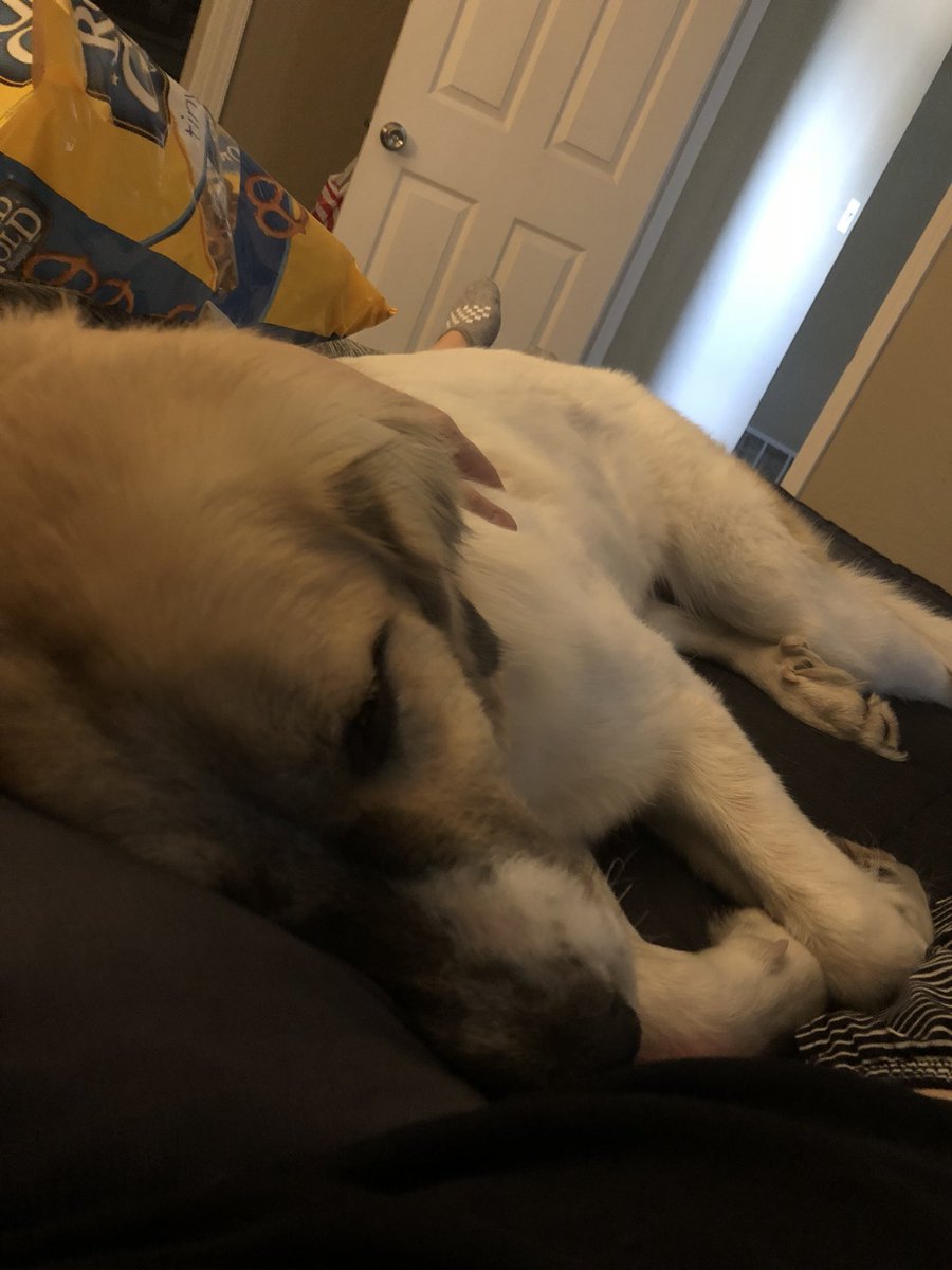 TeeHarv397's tweet photo. So stoked to bring Bella into our little family❤️ https://t.co/XMSk5V0d47
