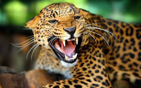 Cuauhtemoc_1521's tweet photo. #SabíasQue en México quedan alrededor de 4000 jaguares? A nivel continental quedan 64,000 felinos Panthera Onca. Esto de acuerdo a un estudio realizado por la UNAM en el 2017. Los resultados fueron publicados en el número más reciente de la revista Oryx. 
@webcamsdemexico https://t.co/jSchrTGF5a